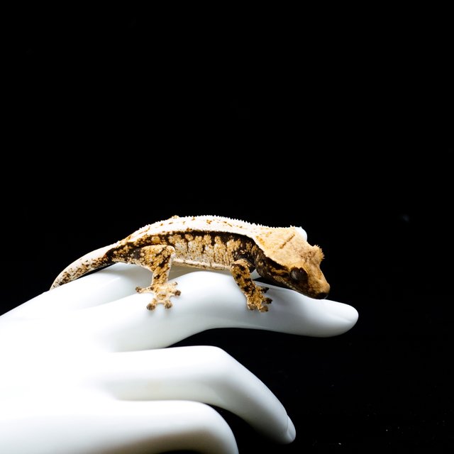 Tri Extreme Harlequin