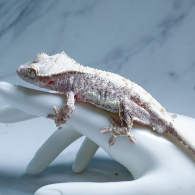 릴리100%헷아잔틱