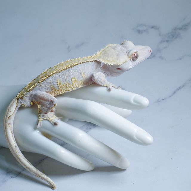 100% Het Axanthic
