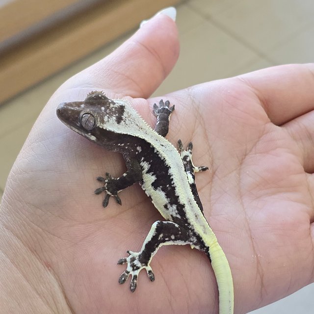 Lilly Axanthic