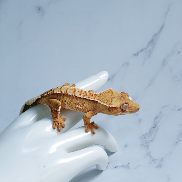트라이