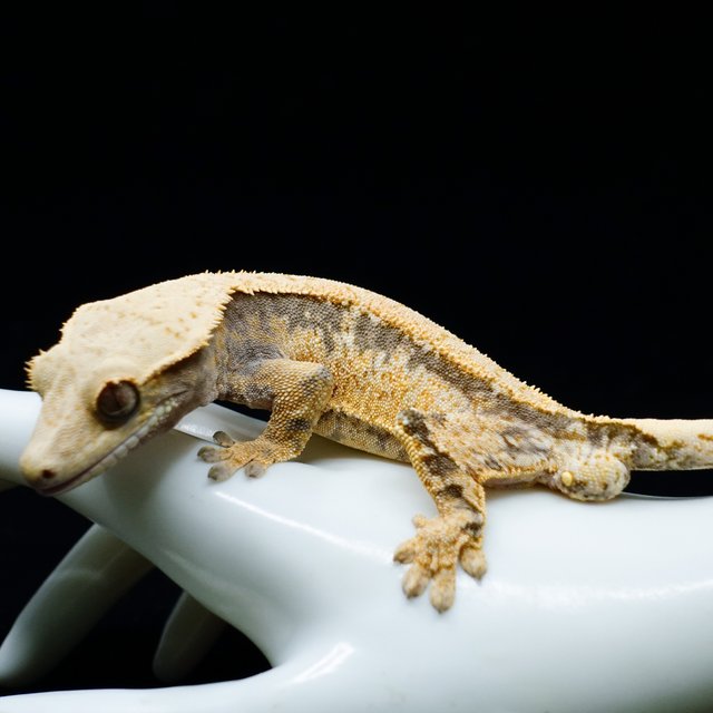 트라이 익스트림할리퀸