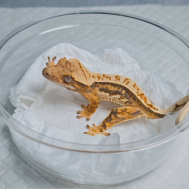 풀핀 트라이 쿼드