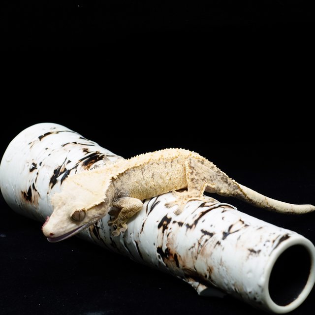 노멀 화이트스팟