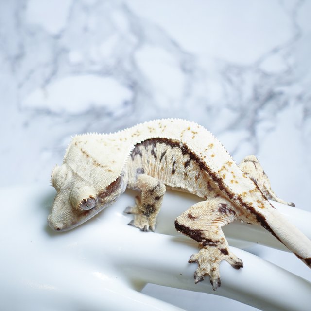 트라이 익스트림할리퀸 화이트스팟