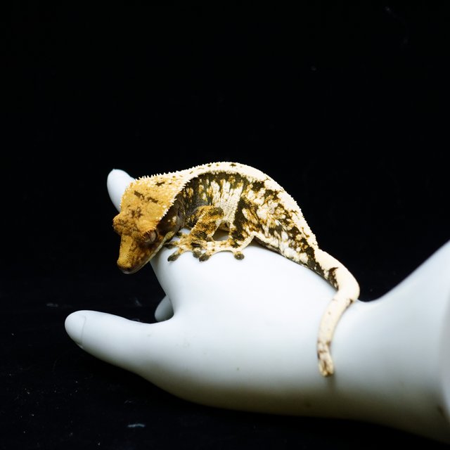 Extreme Harlequin Tri White Spot