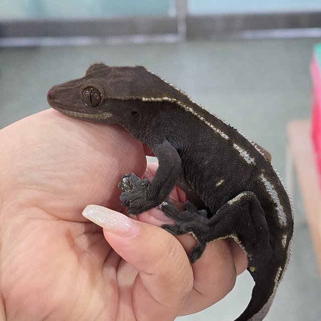 Axanthic
