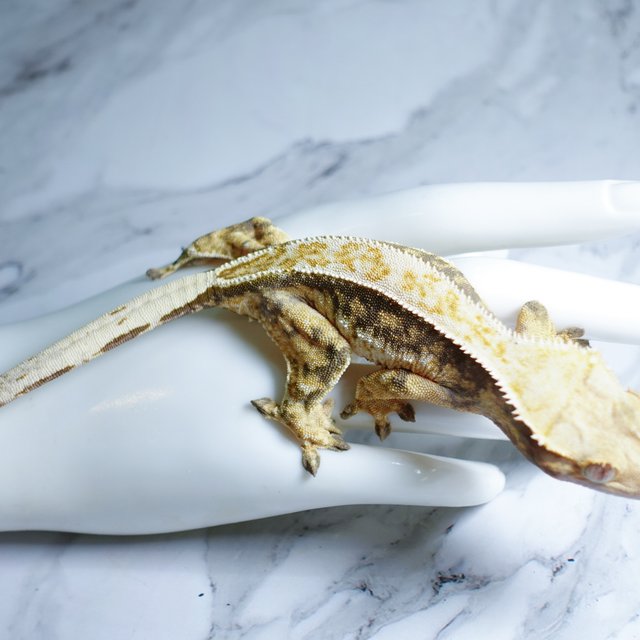 Tri Extreme Harlequin