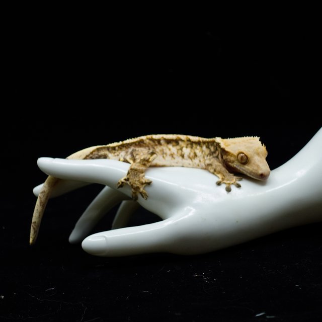 Tri Extreme Harlequin