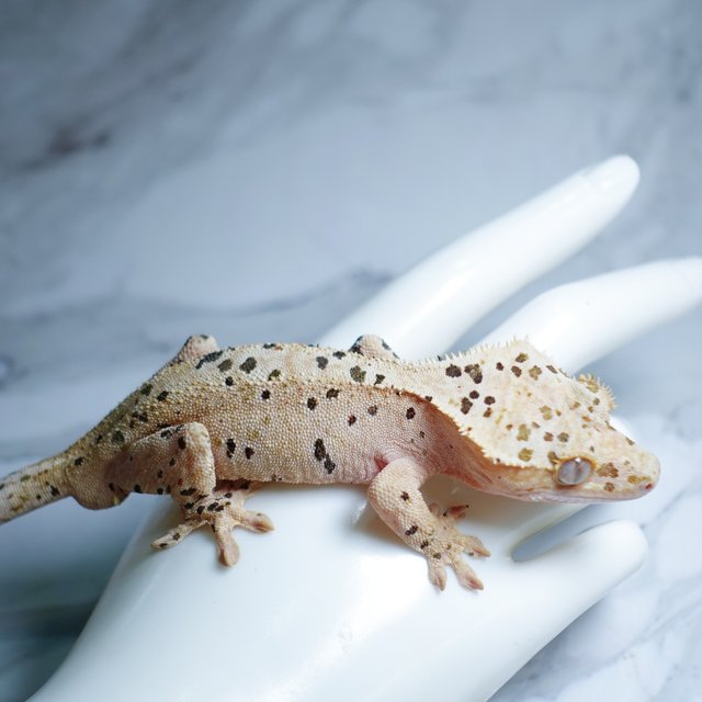 Super Dalmatian Dalmatian