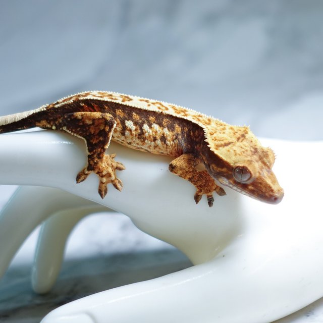 Quad Extreme Harlequin Tri