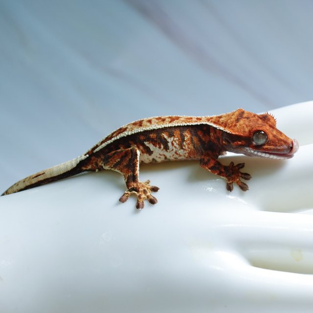 카푸치노 트라이