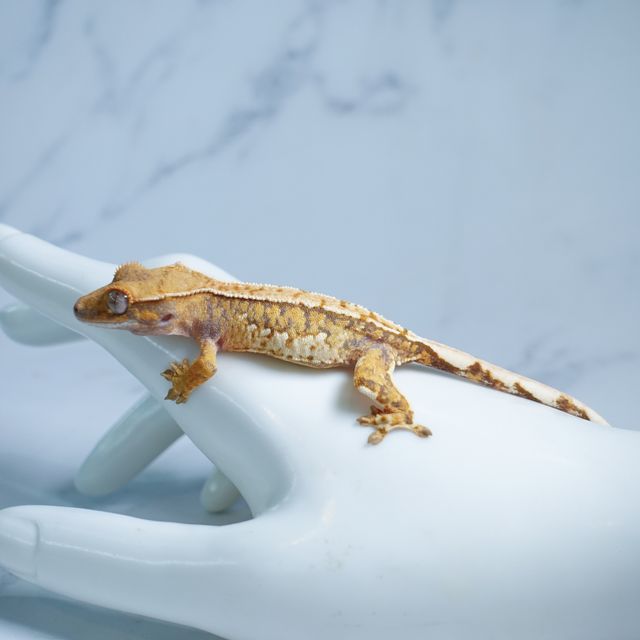 트라이 익스트림할리퀸