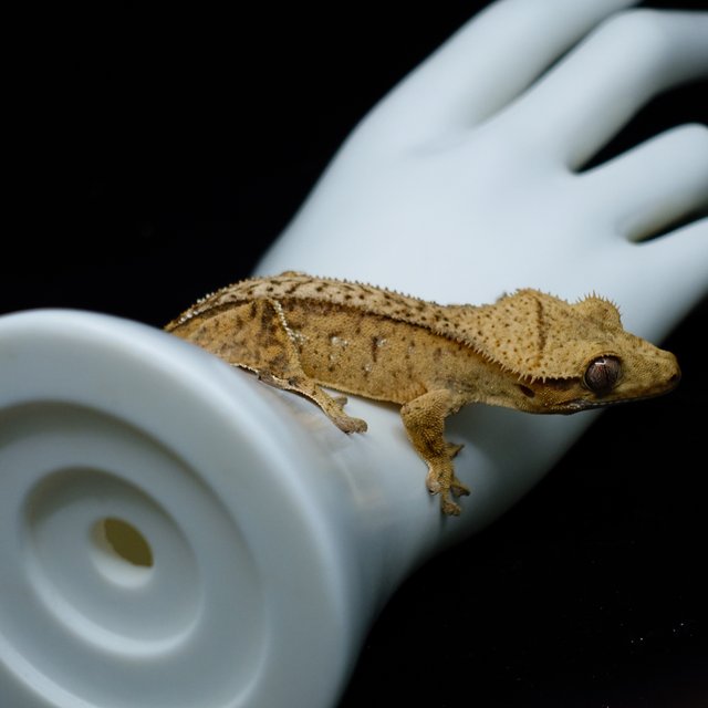 Cream