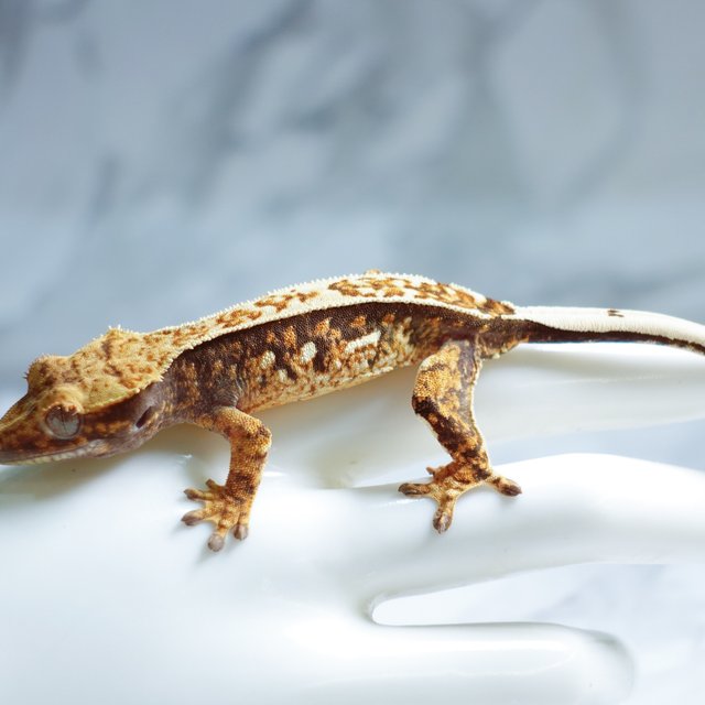 Quad Extreme Harlequin Tri