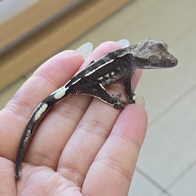 Axanthic