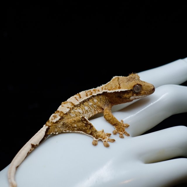 White Spot Normal White Crown