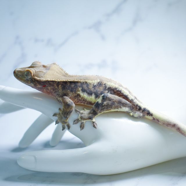 Dark Phantom Lilly White