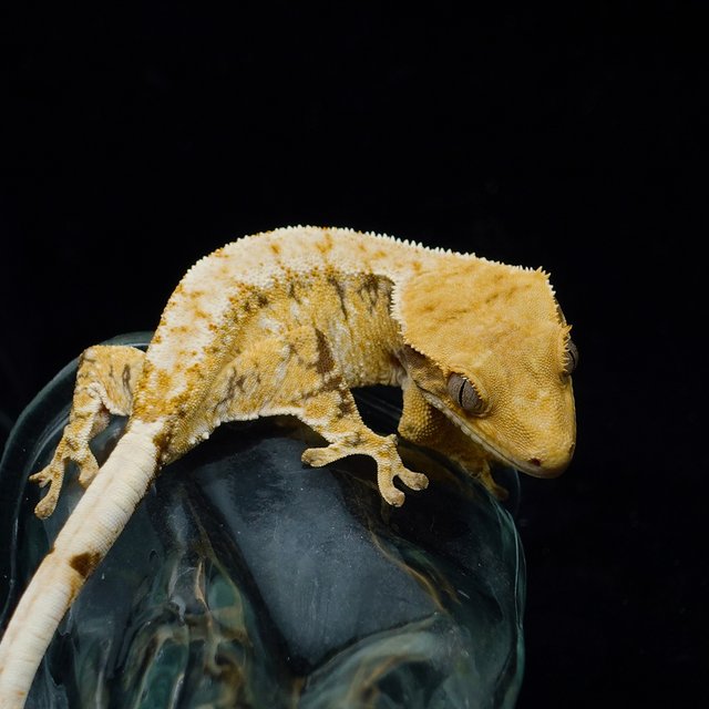 Tri Extreme Harlequin
