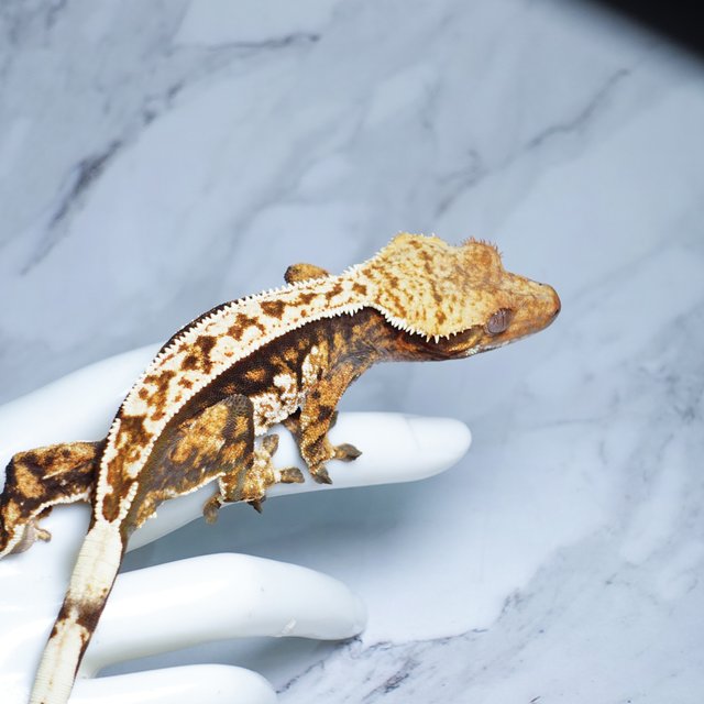 Pinstripe Tangerine Tri