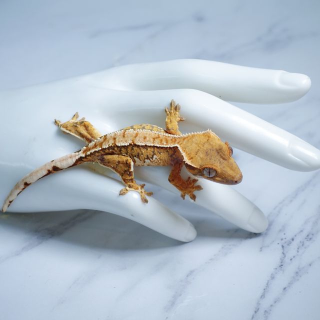 트라이 익스트림할리퀸