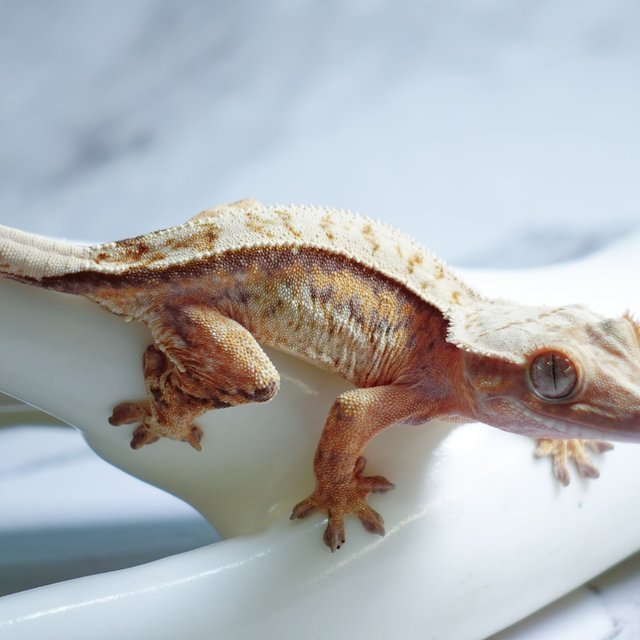 Tri Extreme Harlequin