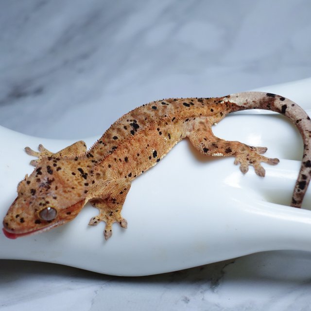 Super Dalmatian Dalmatian