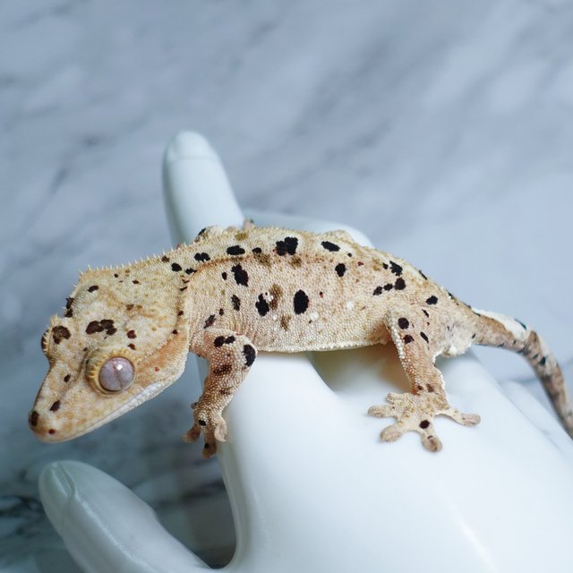 Super Dalmatian Dalmatian