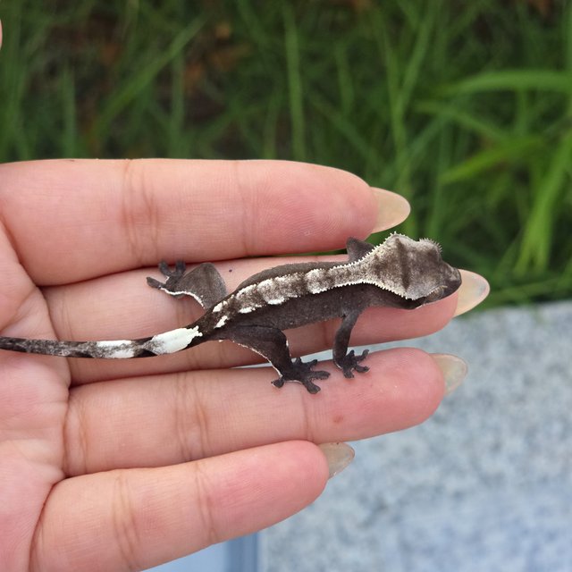 Axanthic