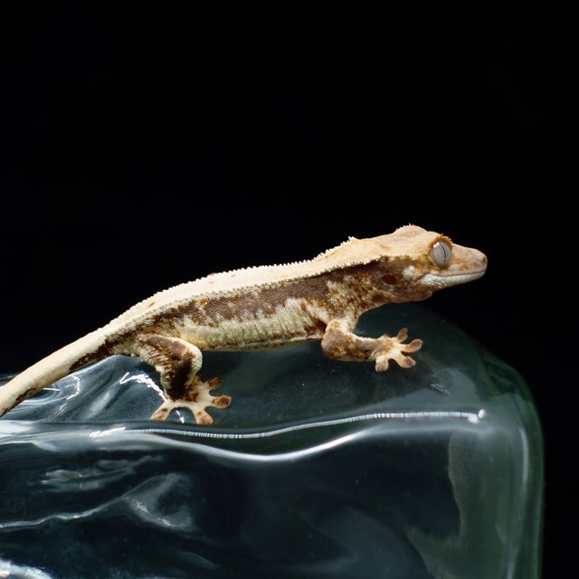 Lilly 100% Het Axanthic