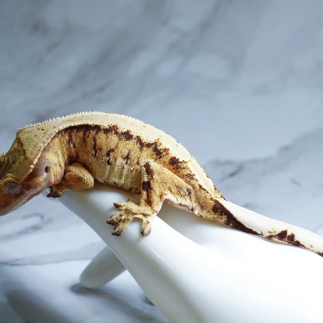 Extreme Harlequin Tri