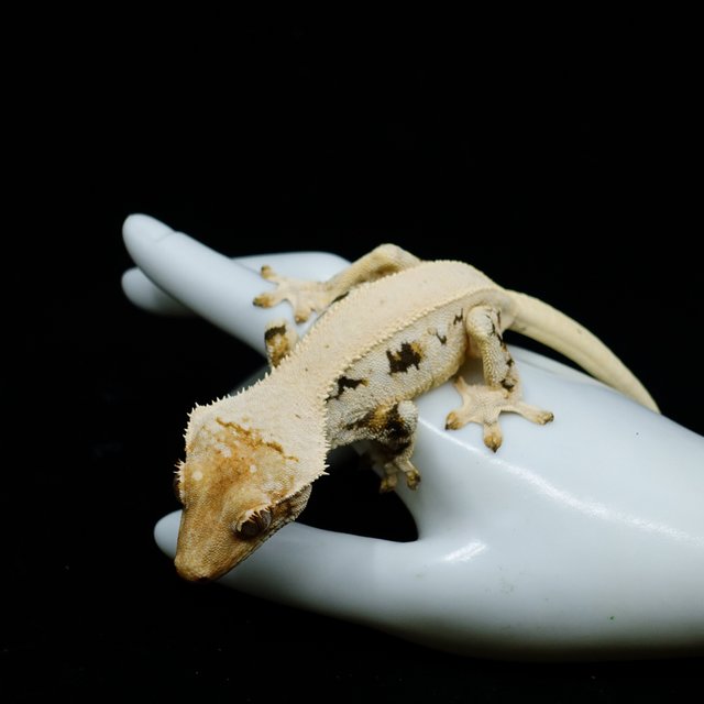 Lilly White