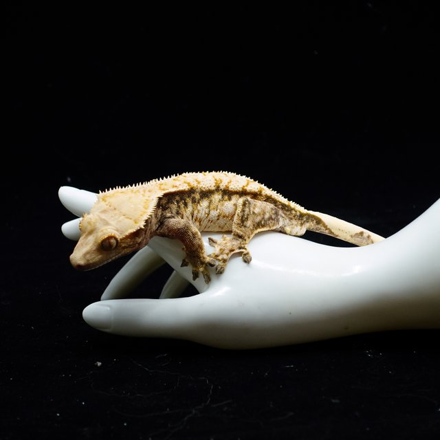 Tri Extreme Harlequin