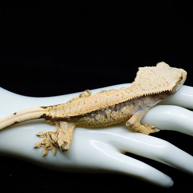 트라이 익스트림할리퀸