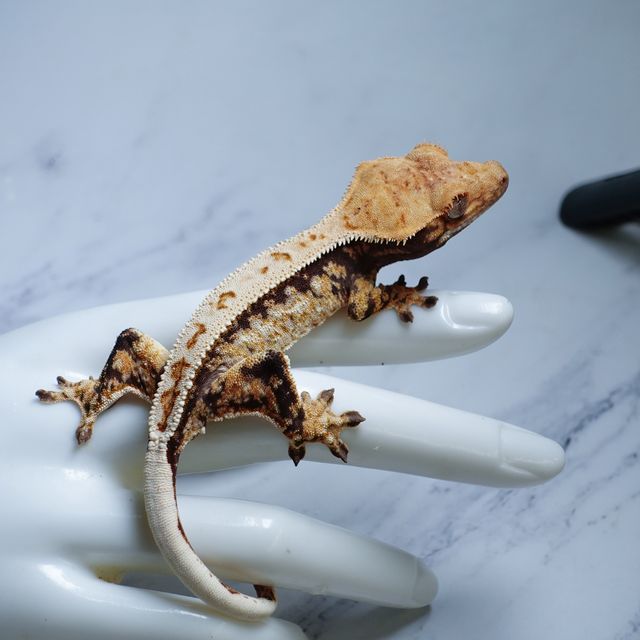 Extreme Harlequin White Spot Tri Full Pinstripe