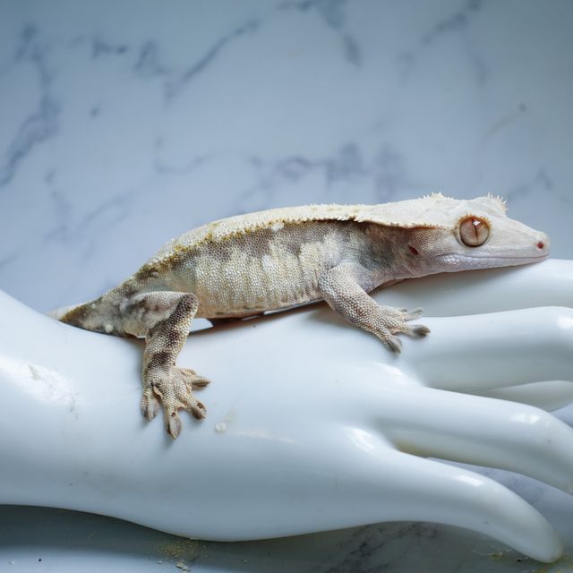 트라이 익스트림할리퀸 드리피 화이트스팟