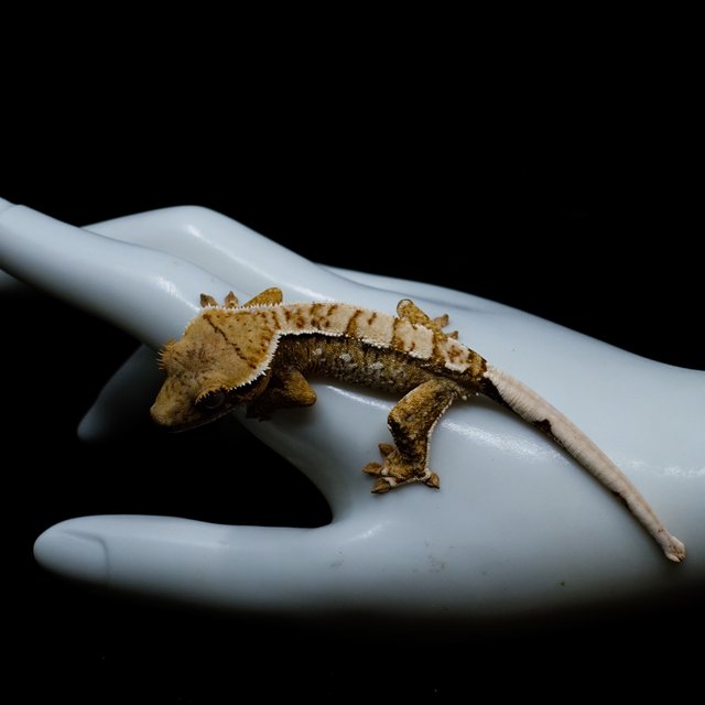 White Spot Normal White Crown