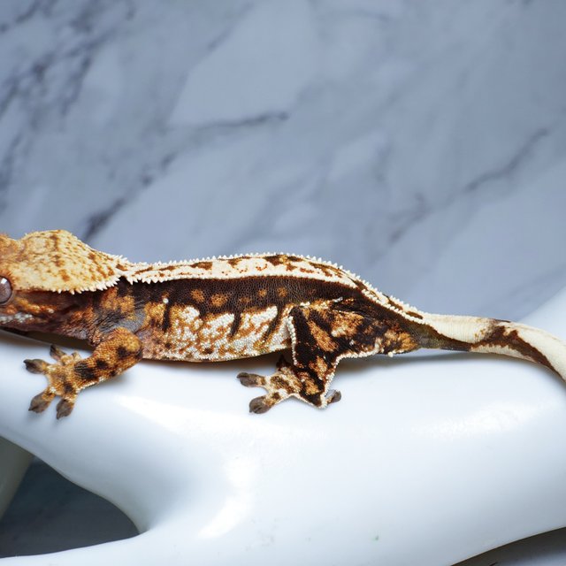 Pinstripe Tangerine Tri