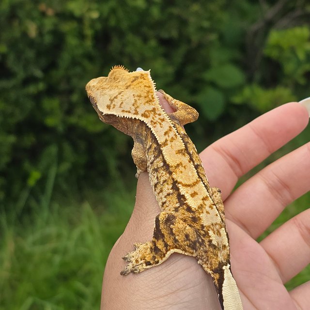 익스트림할리퀸 트라이