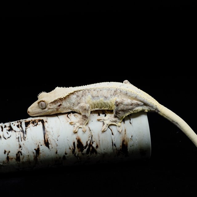 크림 릴리화이트