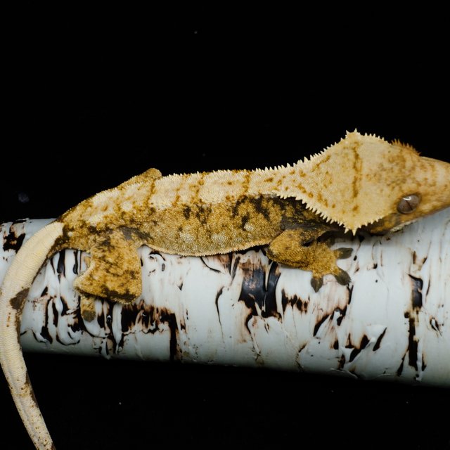 익스트림할리퀸 트라이