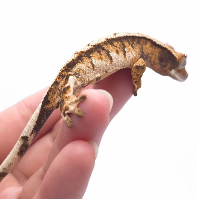 익스트림할리퀸 화이트스팟 트라이