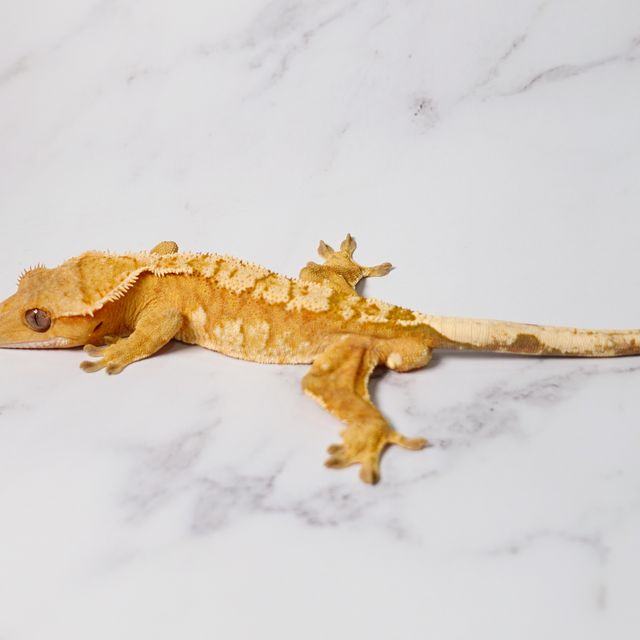 크림 옐로우 크림시클