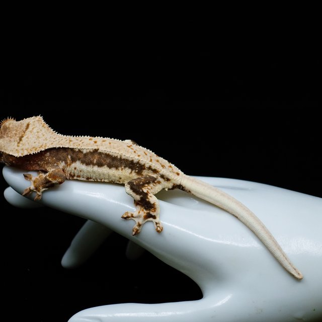 릴리100%헷아잔틱