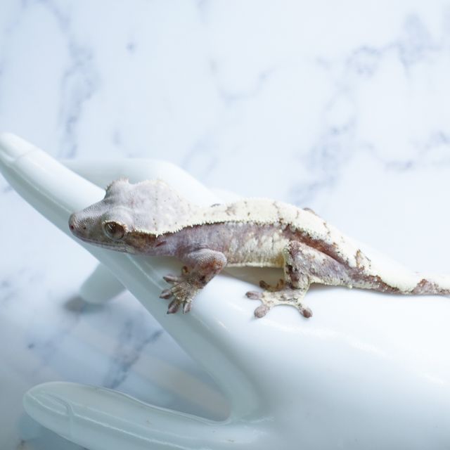 세이블