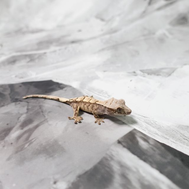 세이블