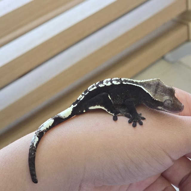 Axanthic