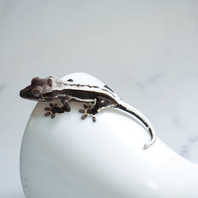 릴잔틱