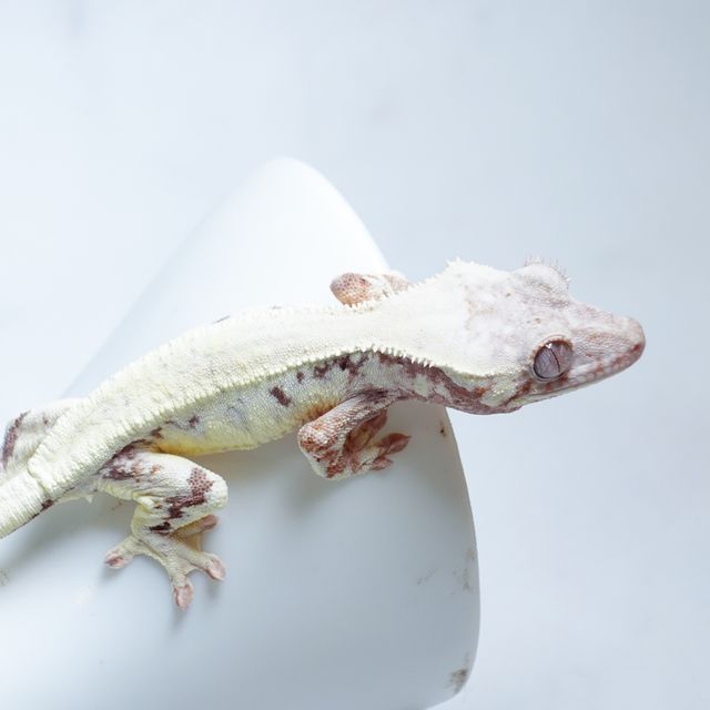 릴리 세이블