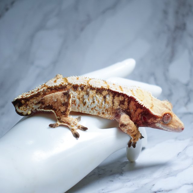 Tri Extreme Harlequin Tangerine